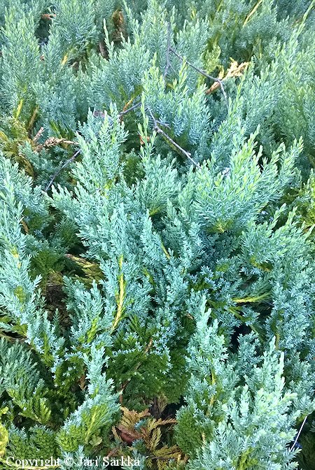 Juniperus horizontalis 'Blue Chip', sinilaakakataja